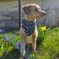 Navy Butterflies Pet Bandanas