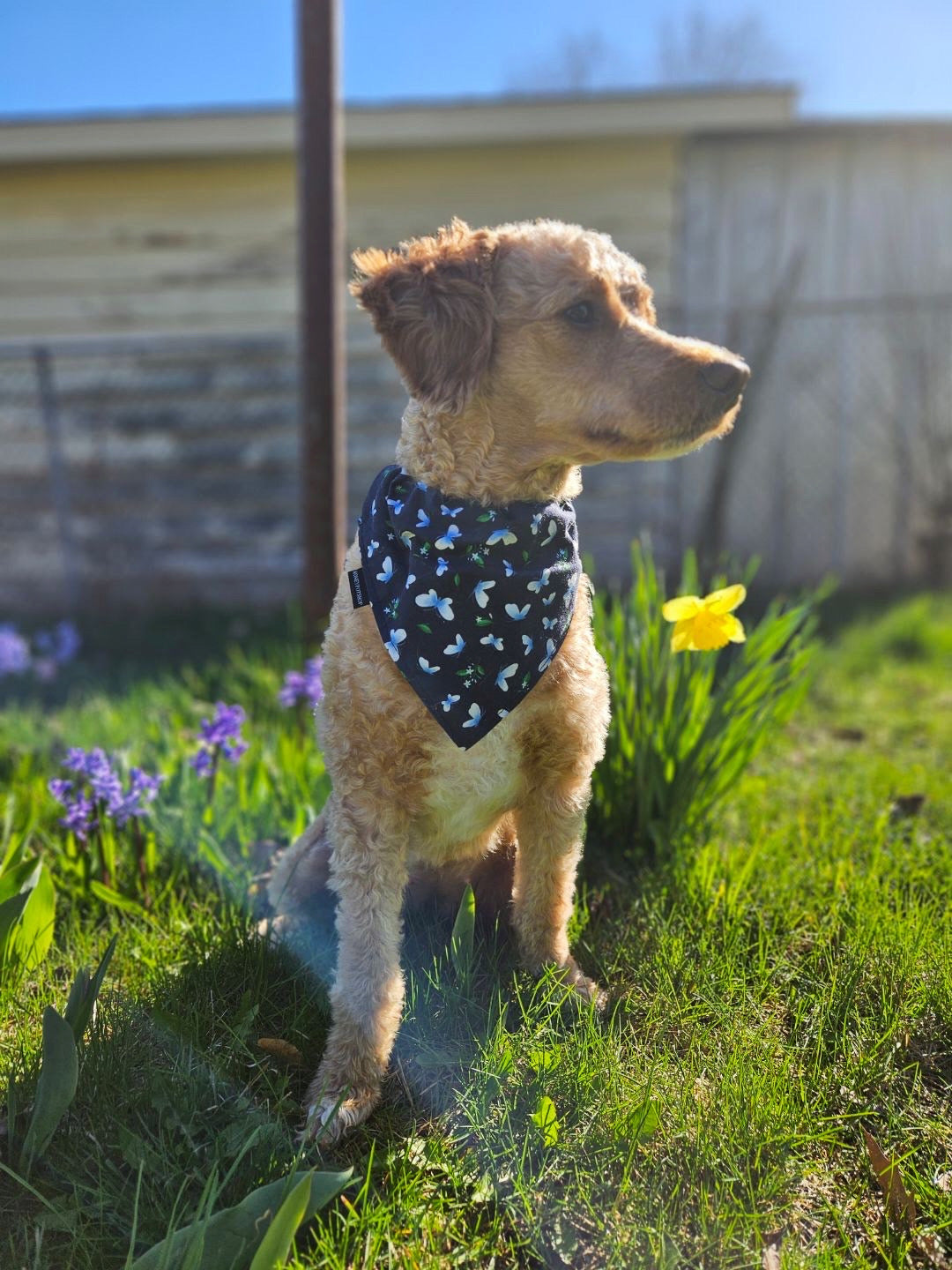 Navy Butterflies Pet Bandanas