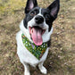 Spring Florals Pet Bandanas