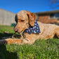 Navy Butterflies Pet Bandanas