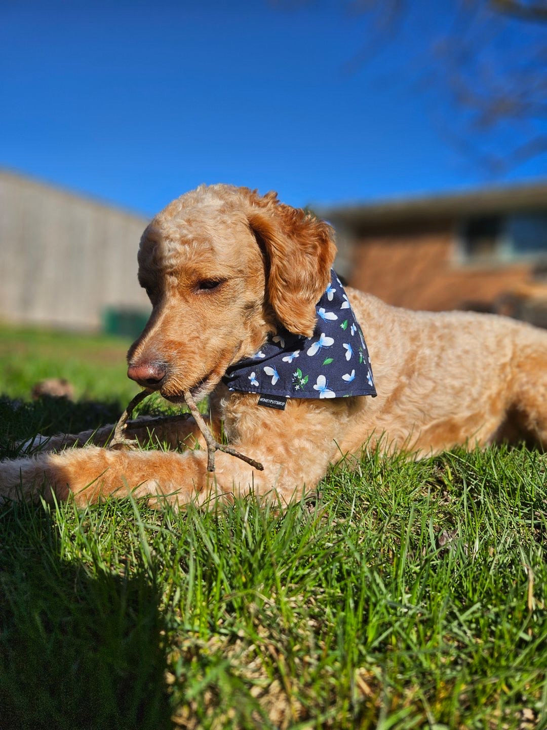 Navy Butterflies Pet Bandanas