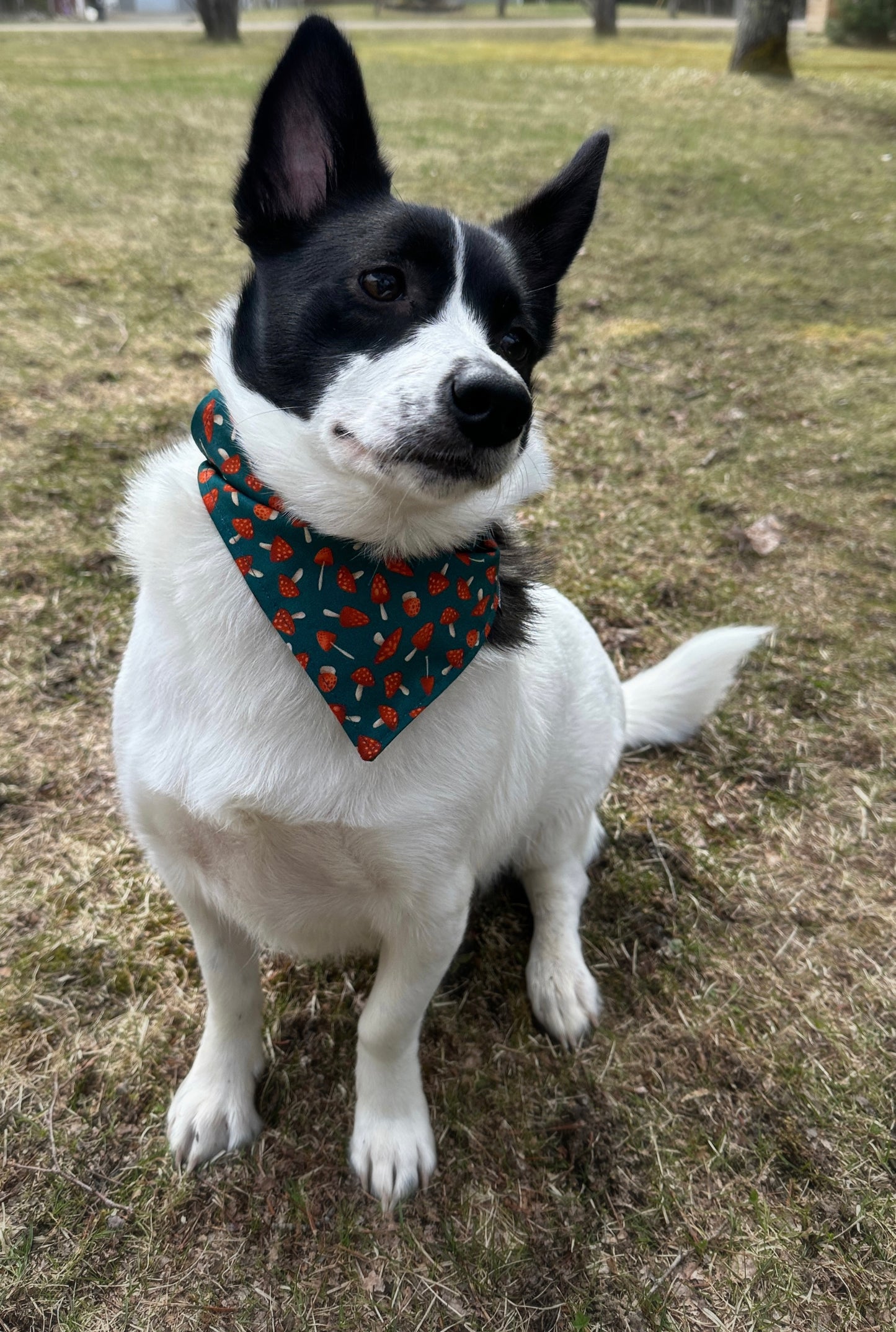 Mushroom (Teal) Pet Bandanas