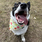 Citrus Pet Bandanas