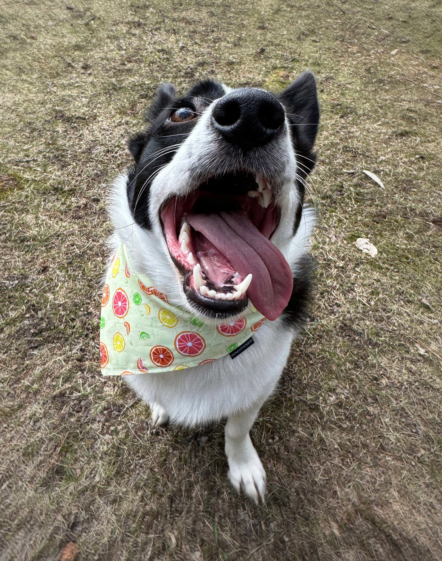 Citrus Pet Bandanas